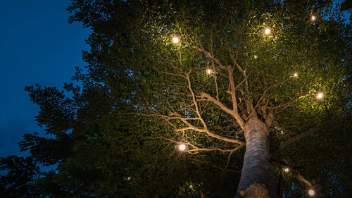 Low angle view of tree against sky at night