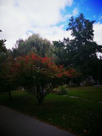 Trees and grass against sky