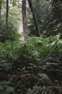 Close-up of fresh green plants in forest