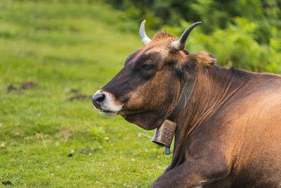 Close-up of a brown cow with the cowbell on its neck sitting resting on the green grass in a meadow