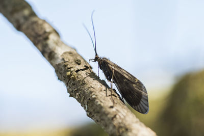 Caddis on a branch in the southeast