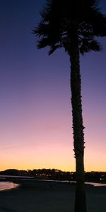 Silhouette tree by sea against sky during sunset