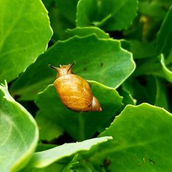 Close-up of insect on leaf