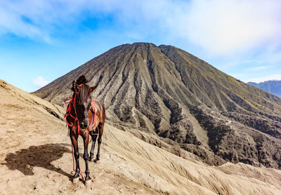 Horse standing on mountain against sky