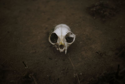 High angle view of animal skull