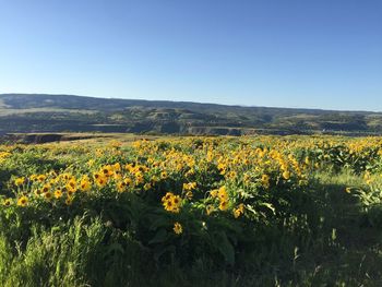 Yellow flowers growing in field against clear sky