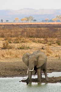 Elephant standing on landscape against sky