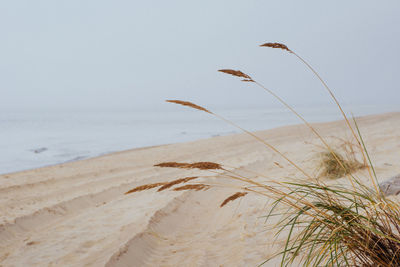 Plant growing on beach against clear sky