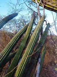 Low angle view of coconut palm tree