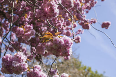 Close-up of pink cherry blossoms