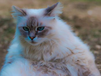 Portrait of cat on field