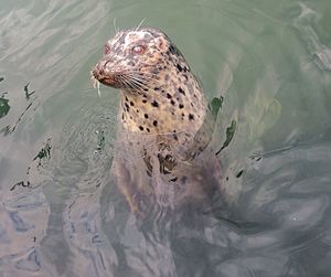 Seal in water