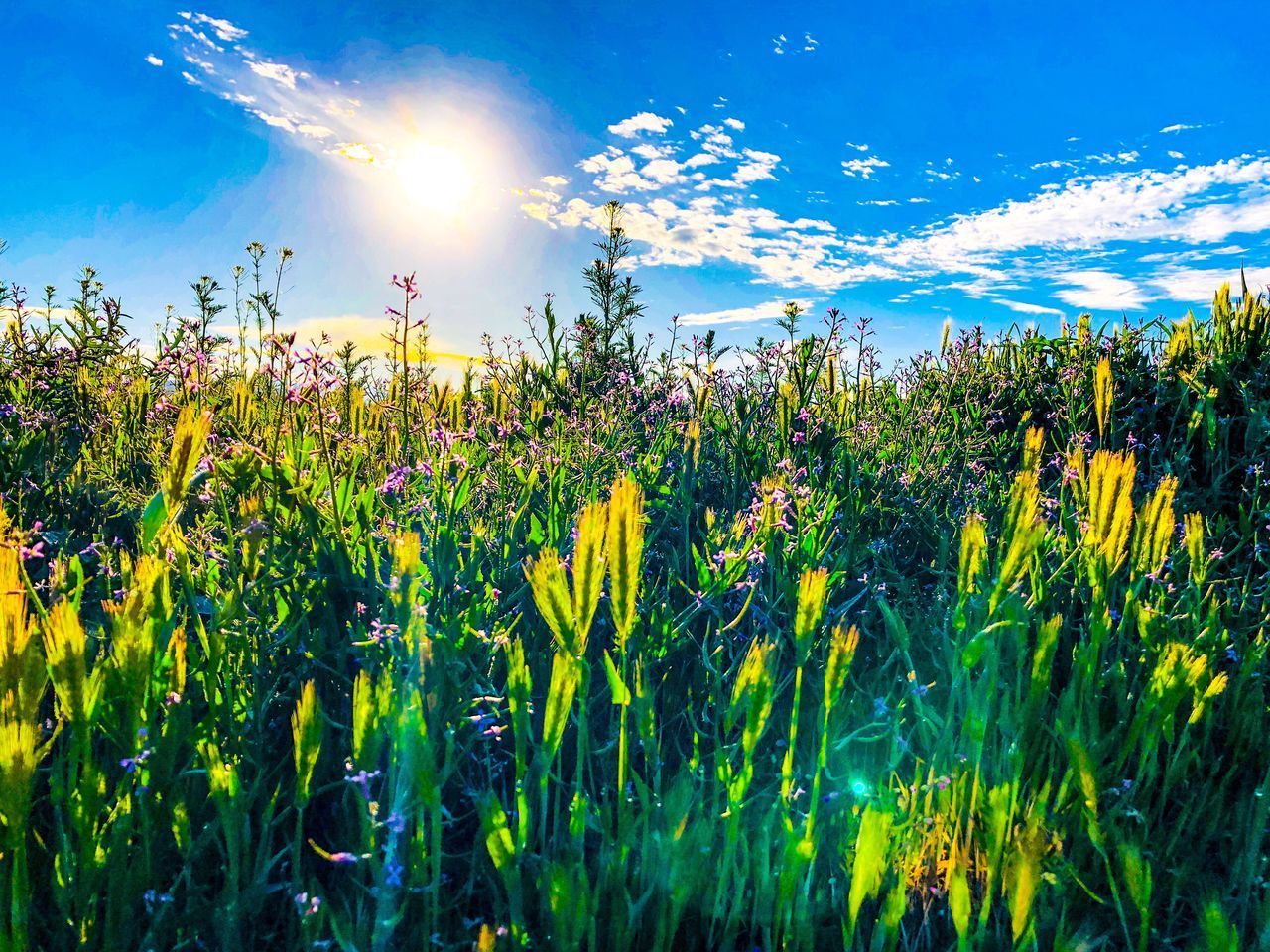 PLANTS GROWING ON FIELD AGAINST BRIGHT SKY
