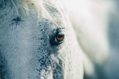 Close-up of horse