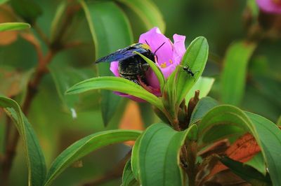 Close-up of insect on purple flower