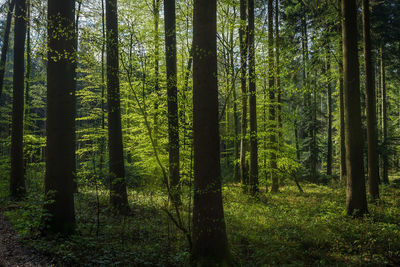 Trees in forest