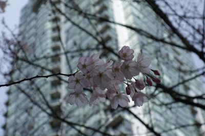 Low angle view of cherry blossoms on tree