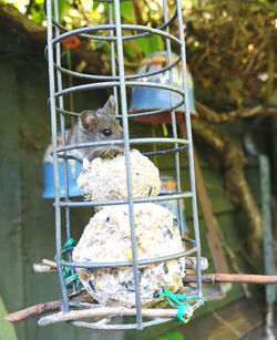 Close-up of bird in cage