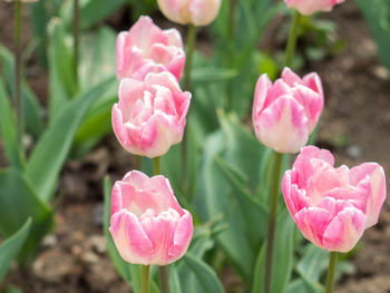 Close-up of pink flowers blooming outdoors