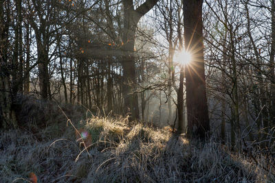 Sunlight streaming through trees in forest