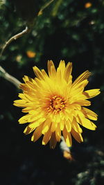 Close-up of yellow flowering plant