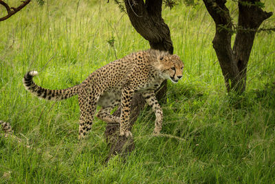 Cheetah cub climbs over tree in grass