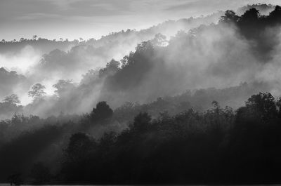 Scenic view of forest against sky