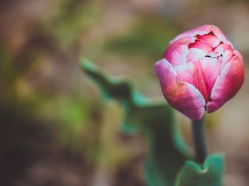 Close-up of pink flower blooming outdoors