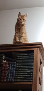 Low angle view of cat sitting on wooden floor