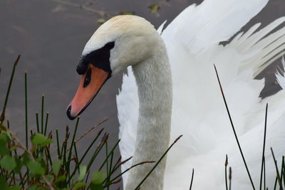 Close-up of swan