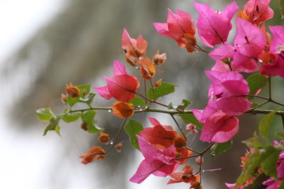 Close-up of pink flowering plant