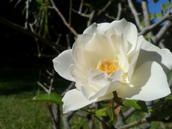 Close-up of white flowers blooming outdoors