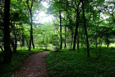 View of trees in forest