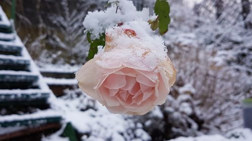 Close-up of frozen flower during winter