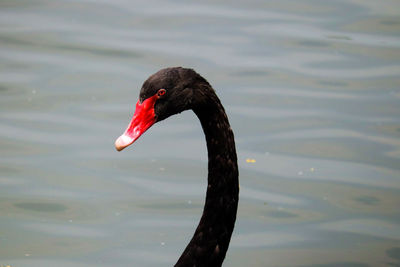 Close-up of black swan swimming in lake