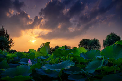 Plants growing on field against sky during sunset