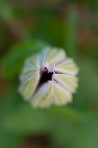 Close-up of purple flower