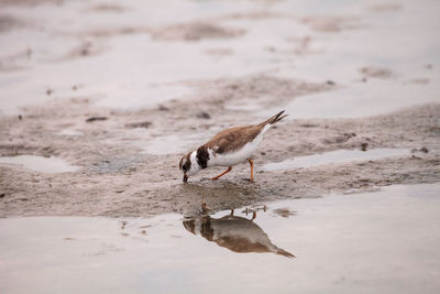 Bird perching on a beach