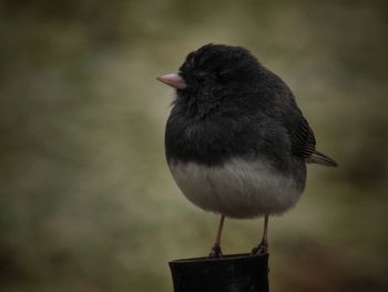 Close-up of bird perching on a field