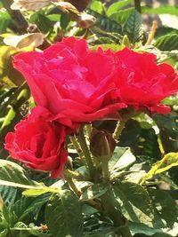 Close-up of red flower blooming outdoors