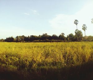 Scenic view of agricultural field against sky