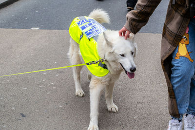 Low section of person with dog on road