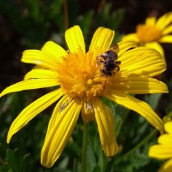 Close-up of honey bee on yellow flower