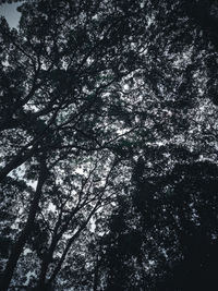 Low angle view of trees in forest