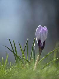 Close-up of purple crocus flowers on field