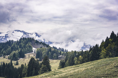 Panoramic view of pine trees against sky