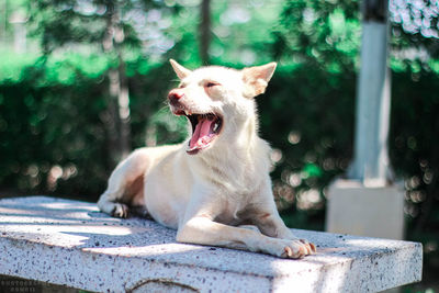 View of a dog yawning