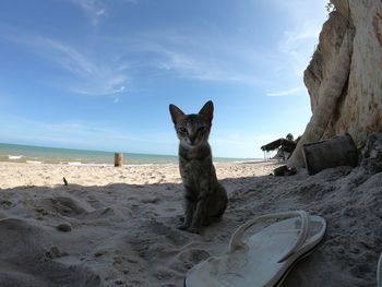 Portrait of a cat on beach