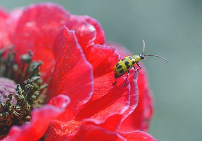 Close-up of insect on red flower