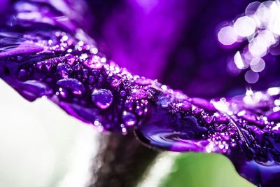 Close-up of water drops on purple flower